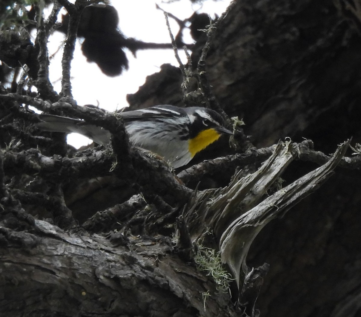 Yellow-throated Warbler - Derek Heins