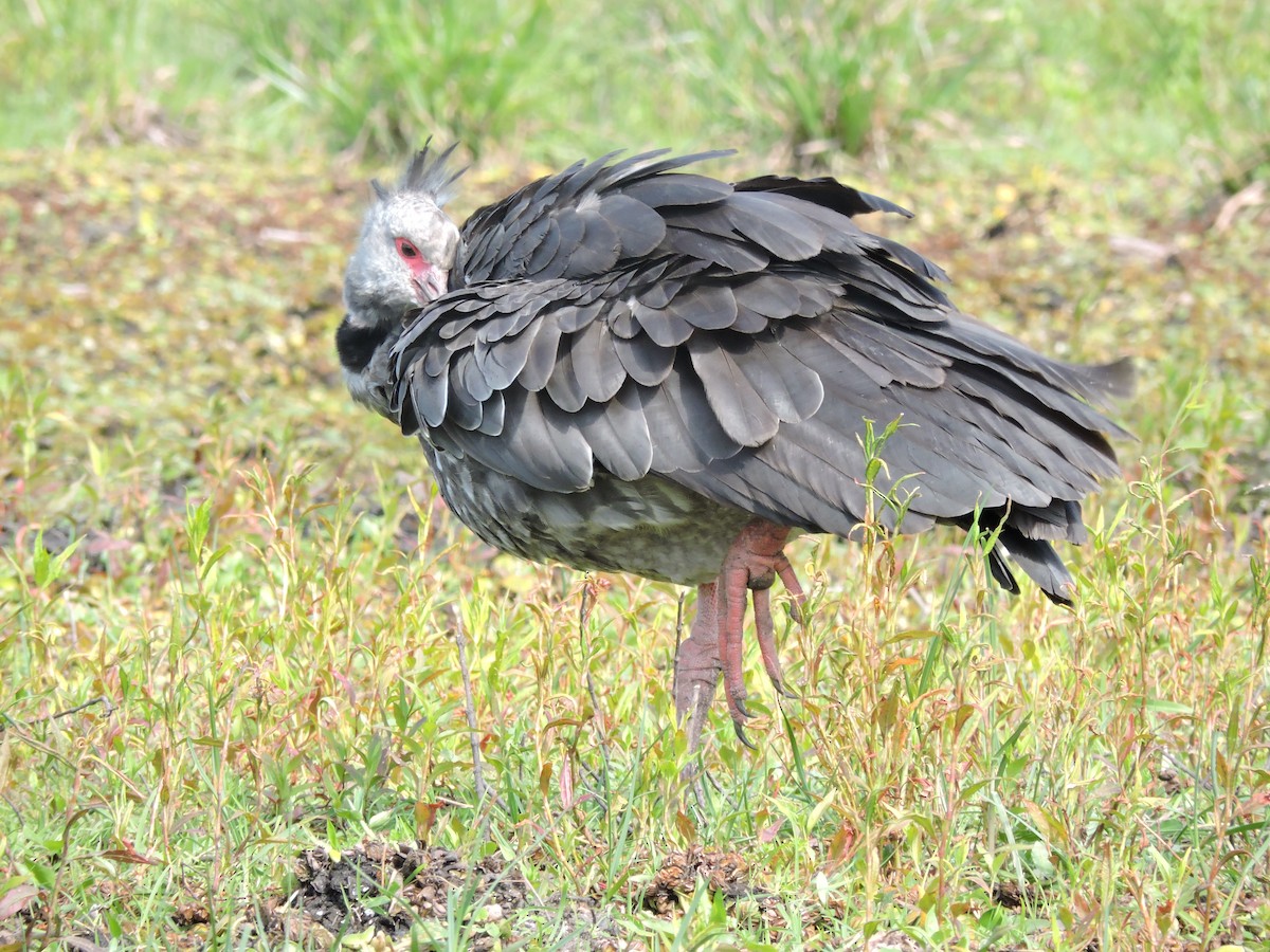 Southern Screamer - Más Aves