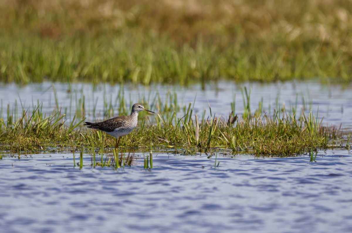 Lesser Yellowlegs - ML619243680