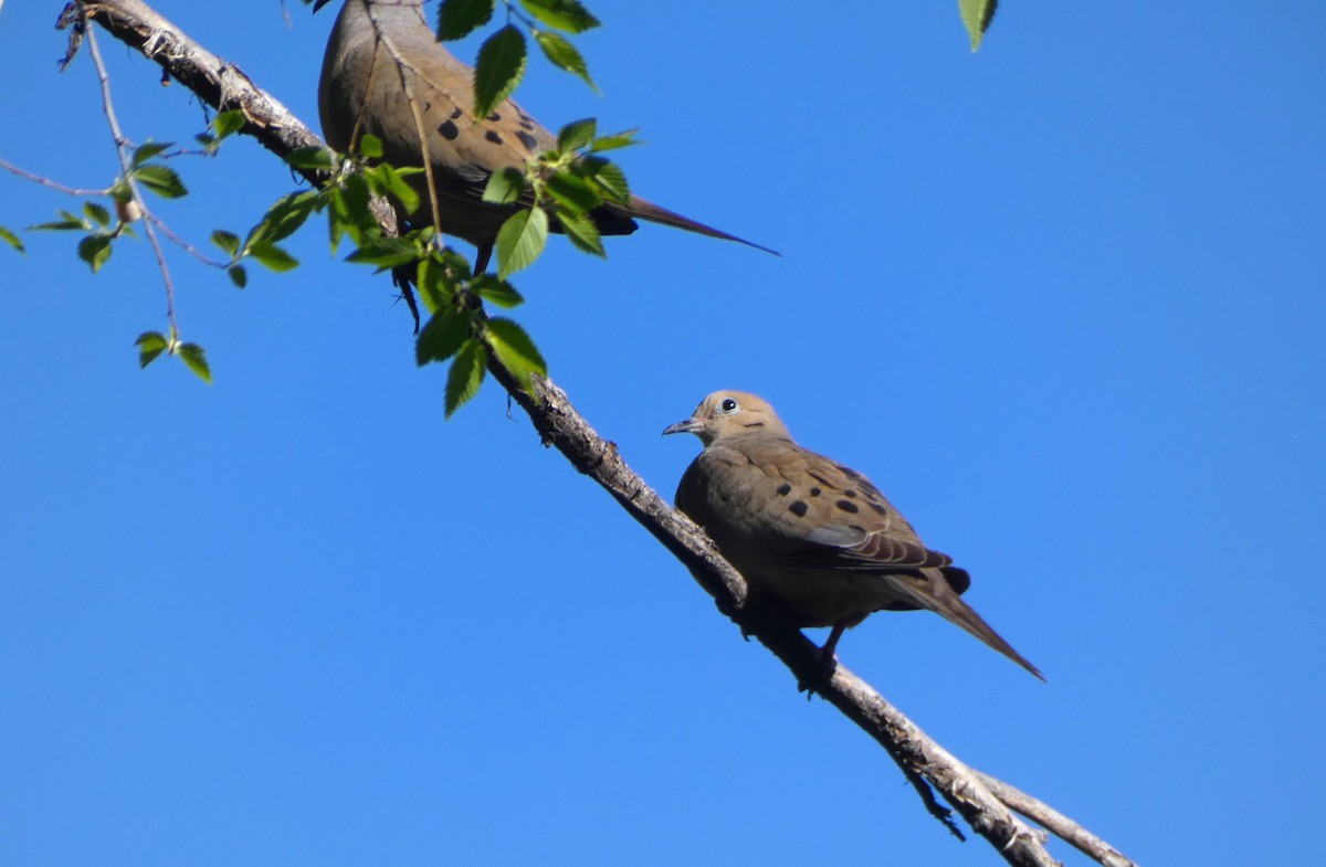 Mourning Dove - Jonathan Bookman