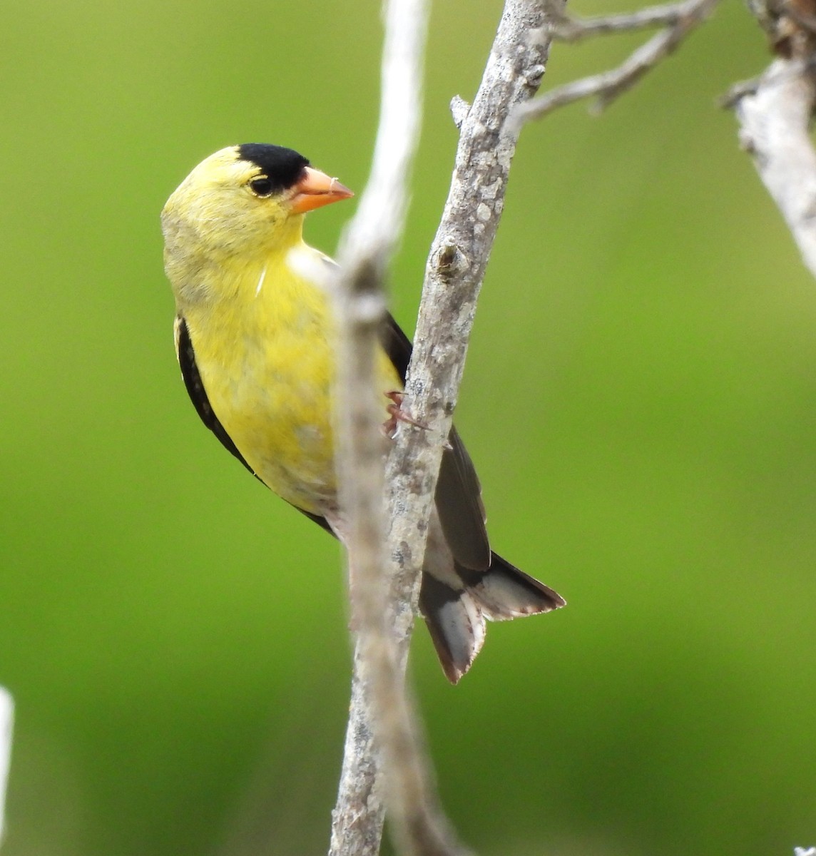 American Goldfinch - Derek Heins