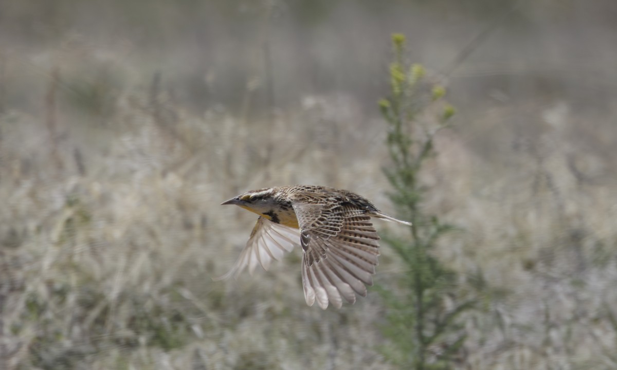 Chihuahuan Meadowlark - Steve Kelling