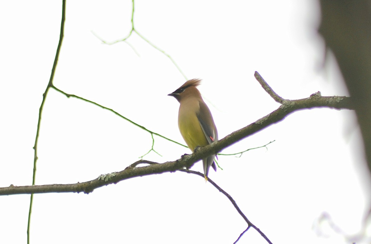 Cedar Waxwing - ML619243709