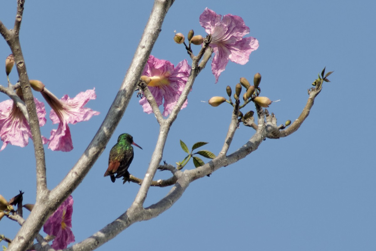 Rufous-tailed Hummingbird - Omar Pineda