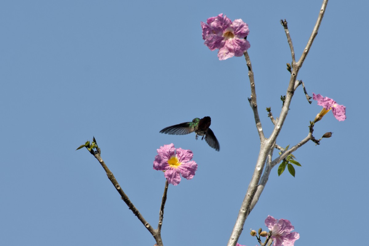 Rufous-tailed Hummingbird - Omar Pineda