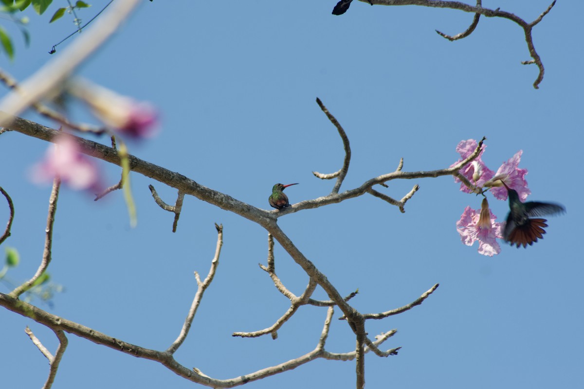 Rufous-tailed Hummingbird - Omar Pineda