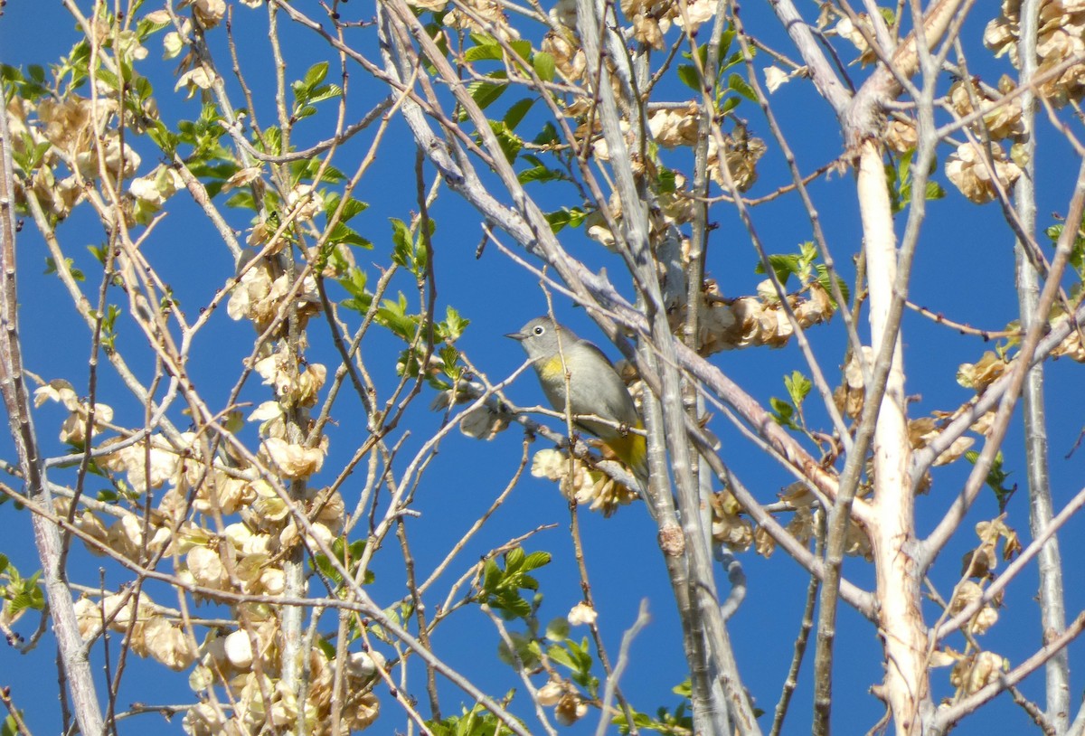 Virginia's Warbler - Jonathan Bookman