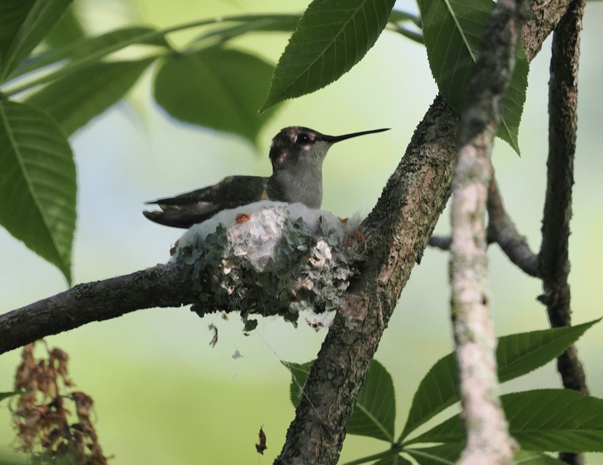 Ruby-throated Hummingbird - Donna Paterson