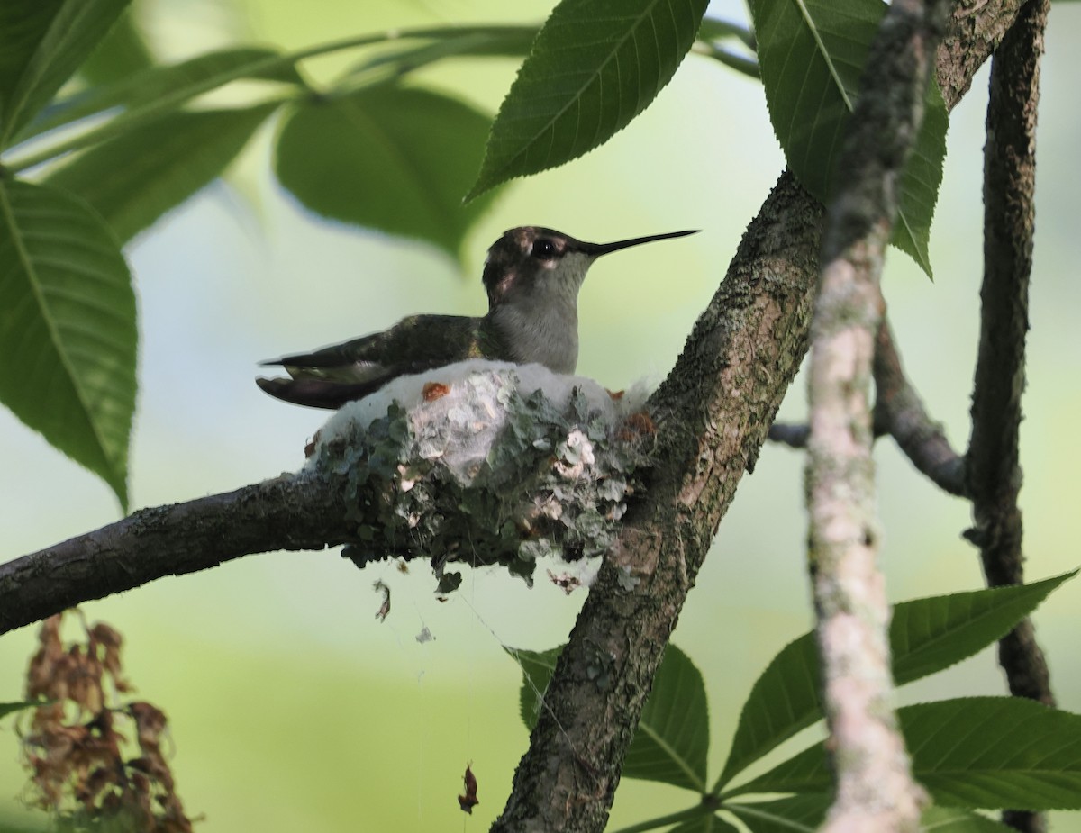 Colibri à gorge rubis - ML619243728