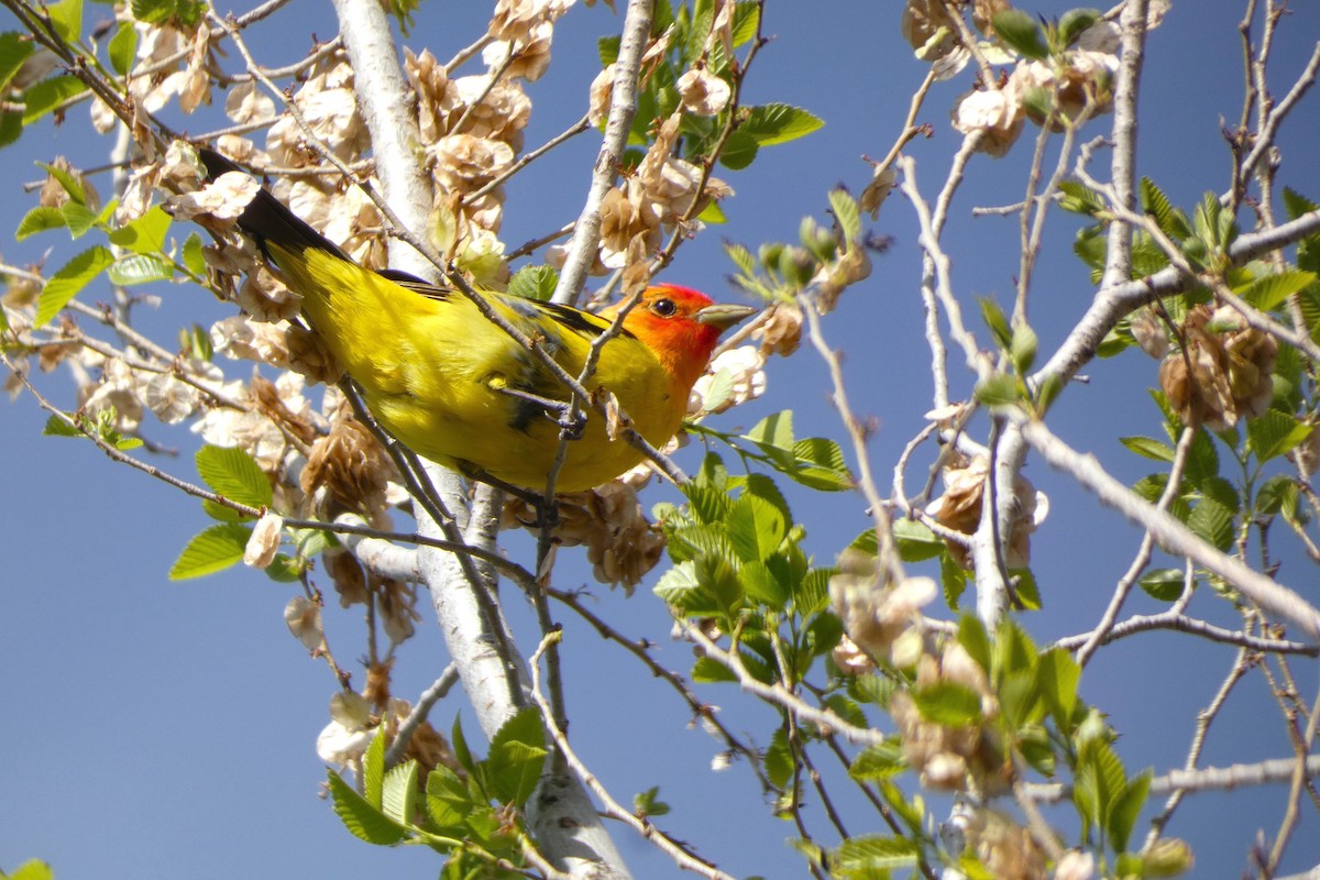 Western Tanager - ML619243729