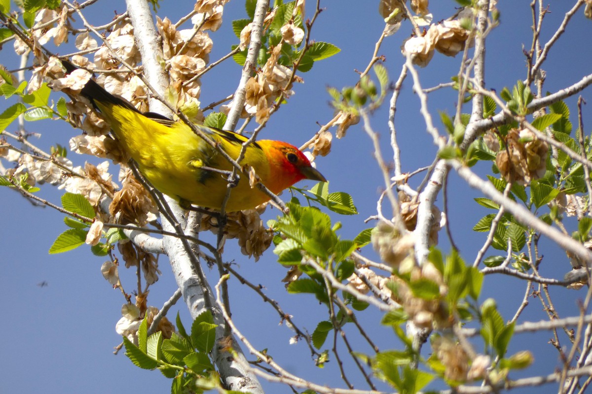 Western Tanager - ML619243730