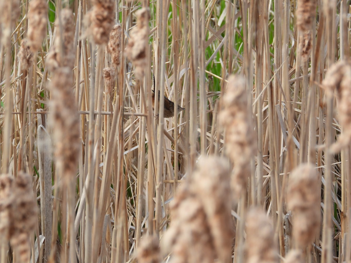 Marsh Wren - Justin Rasmussen