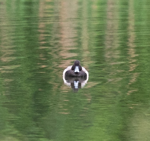 Greater Scaup - Clive Harris