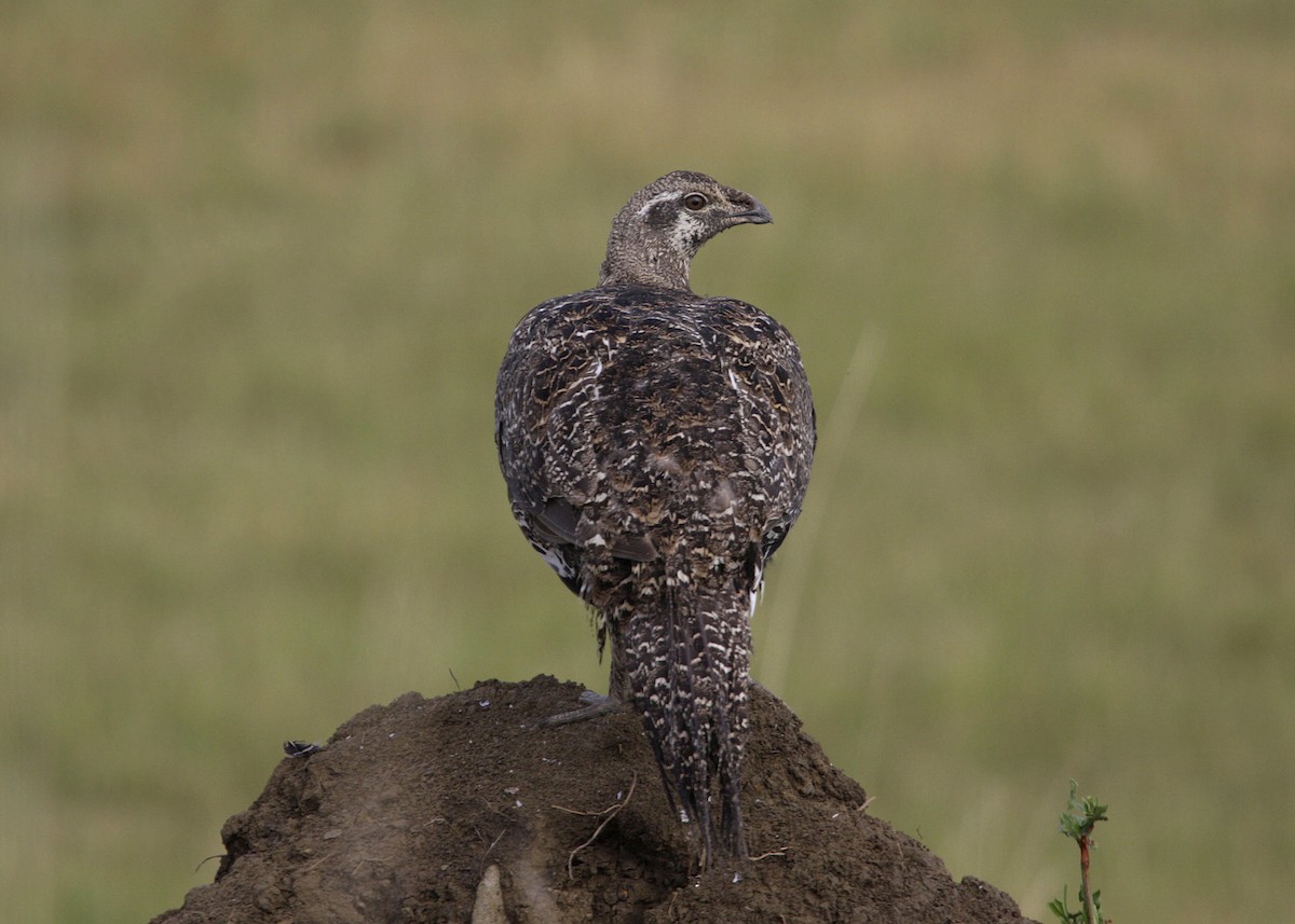 Greater Sage-Grouse - William Clark