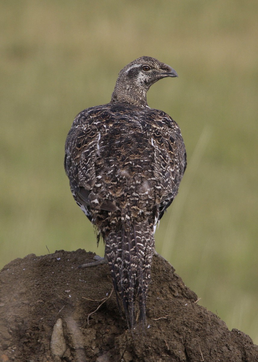 Greater Sage-Grouse - William Clark