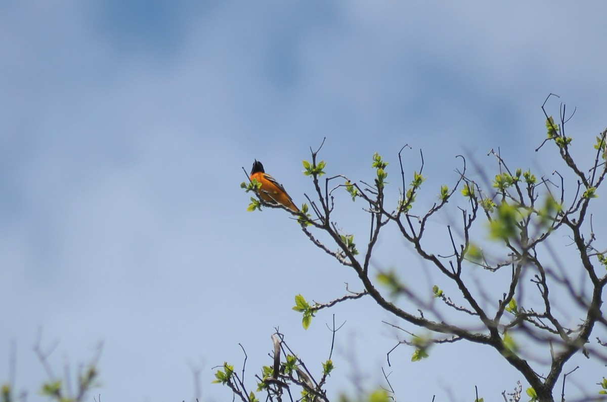 Baltimore Oriole - Ari C