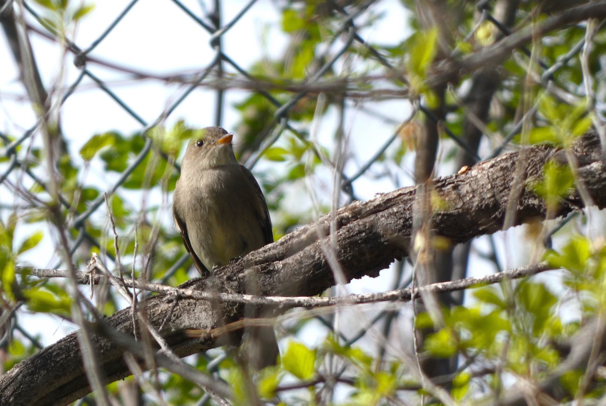 Western Wood-Pewee - ML619243752