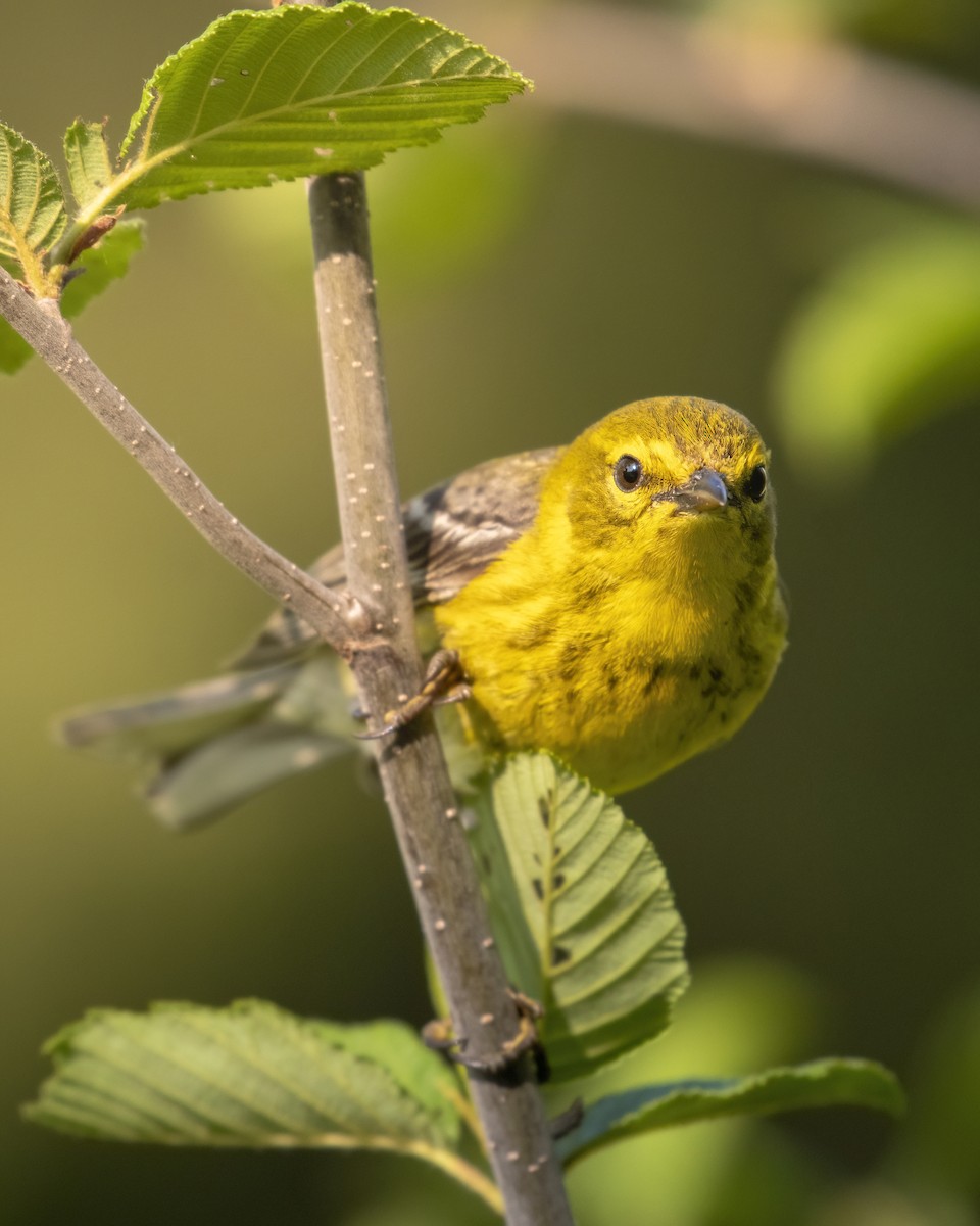 Pine Warbler - Beau Cotter