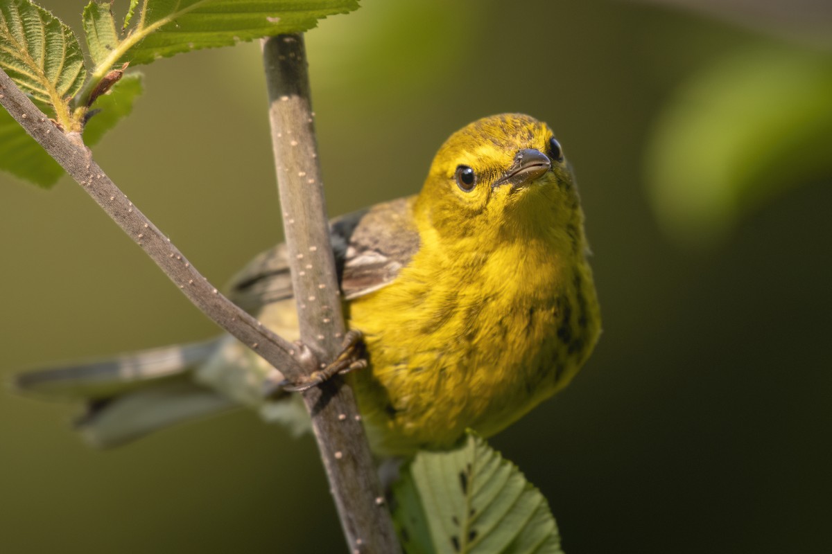 Pine Warbler - Beau Cotter