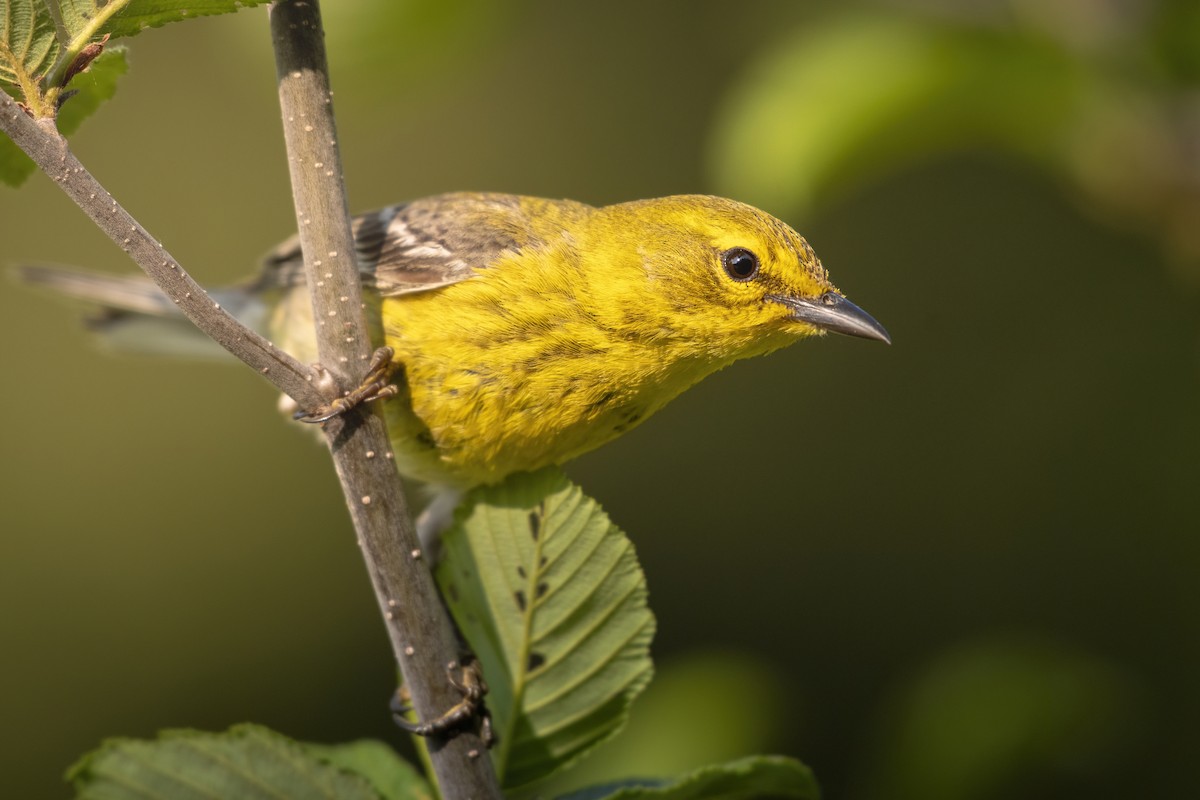 Pine Warbler - ML619243761