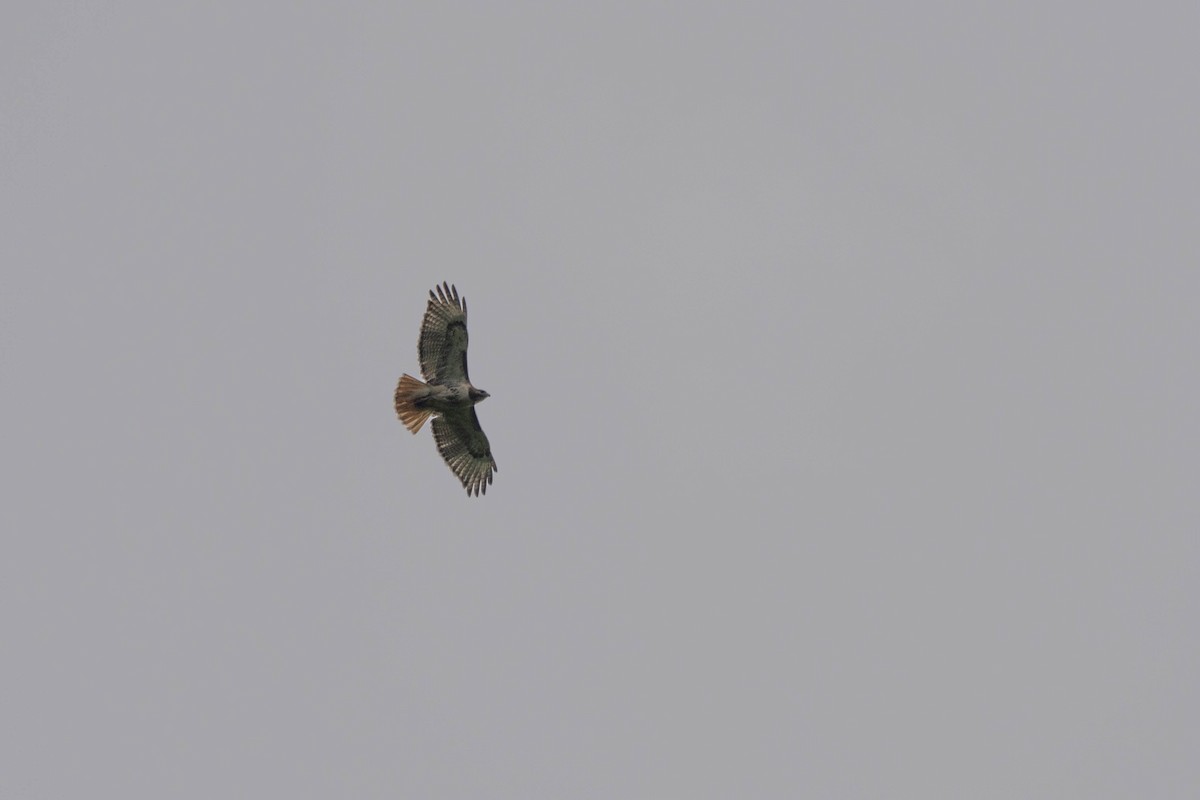 Red-tailed Hawk - ML619243764