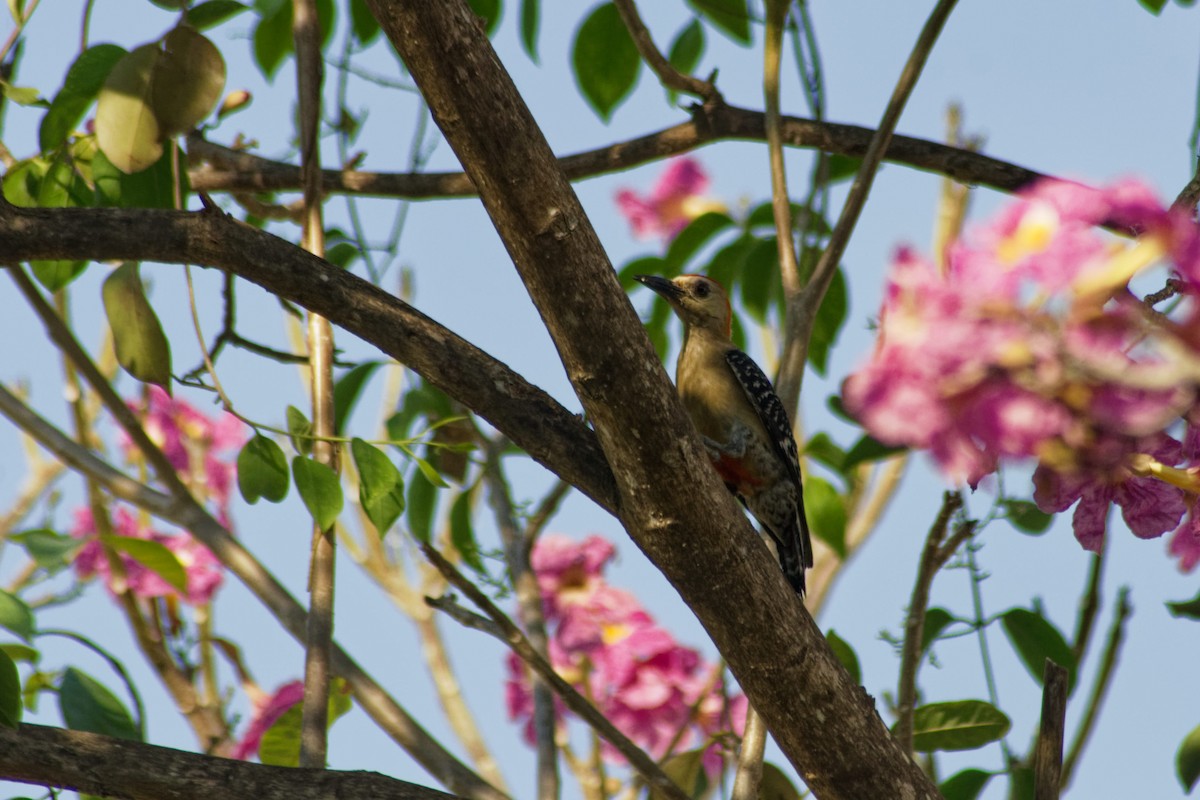 Red-crowned Woodpecker - Omar Pineda