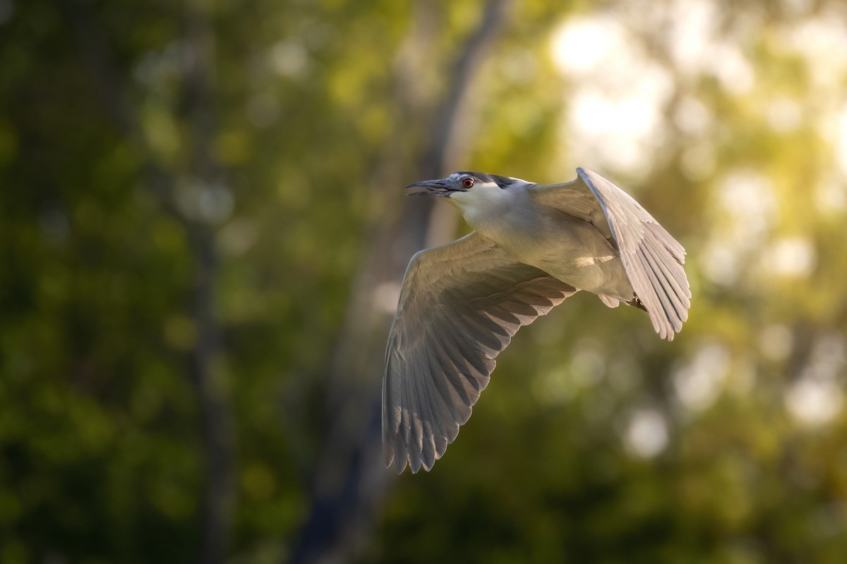 Black-crowned Night Heron - ML619243768