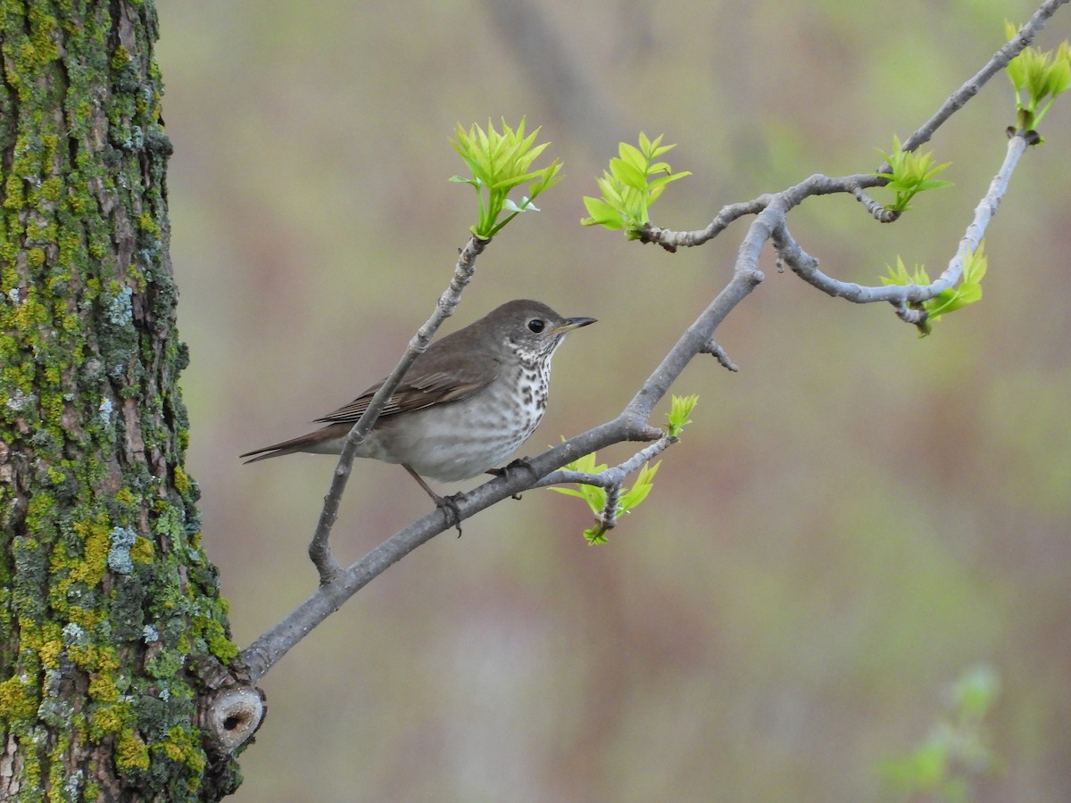 Gray-cheeked Thrush - Justin Rasmussen