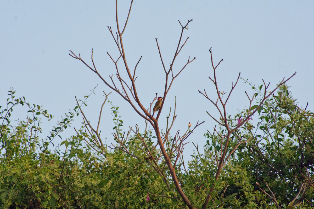 Spot-breasted Woodpecker - Omar Pineda