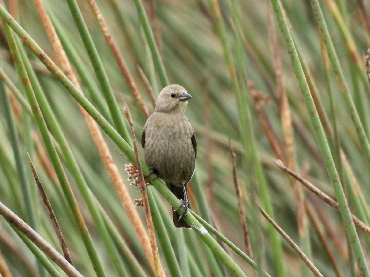 Brown-headed Cowbird - Christine Hogue