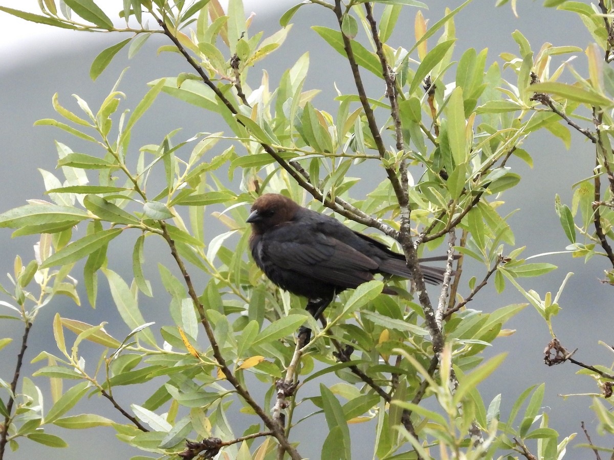 Brown-headed Cowbird - Christine Hogue