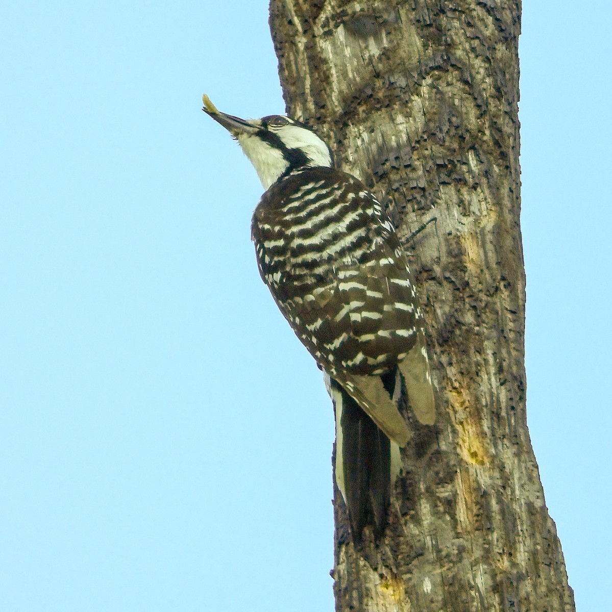 Red-cockaded Woodpecker - Mark Penkower