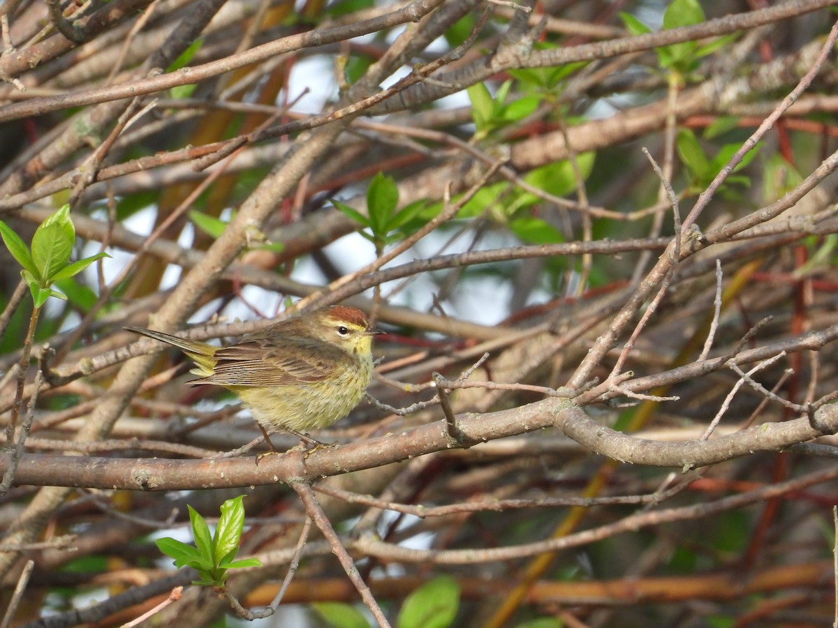 Palm Warbler - Justin Rasmussen