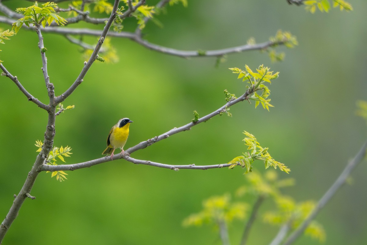 Common Yellowthroat - ML619243809