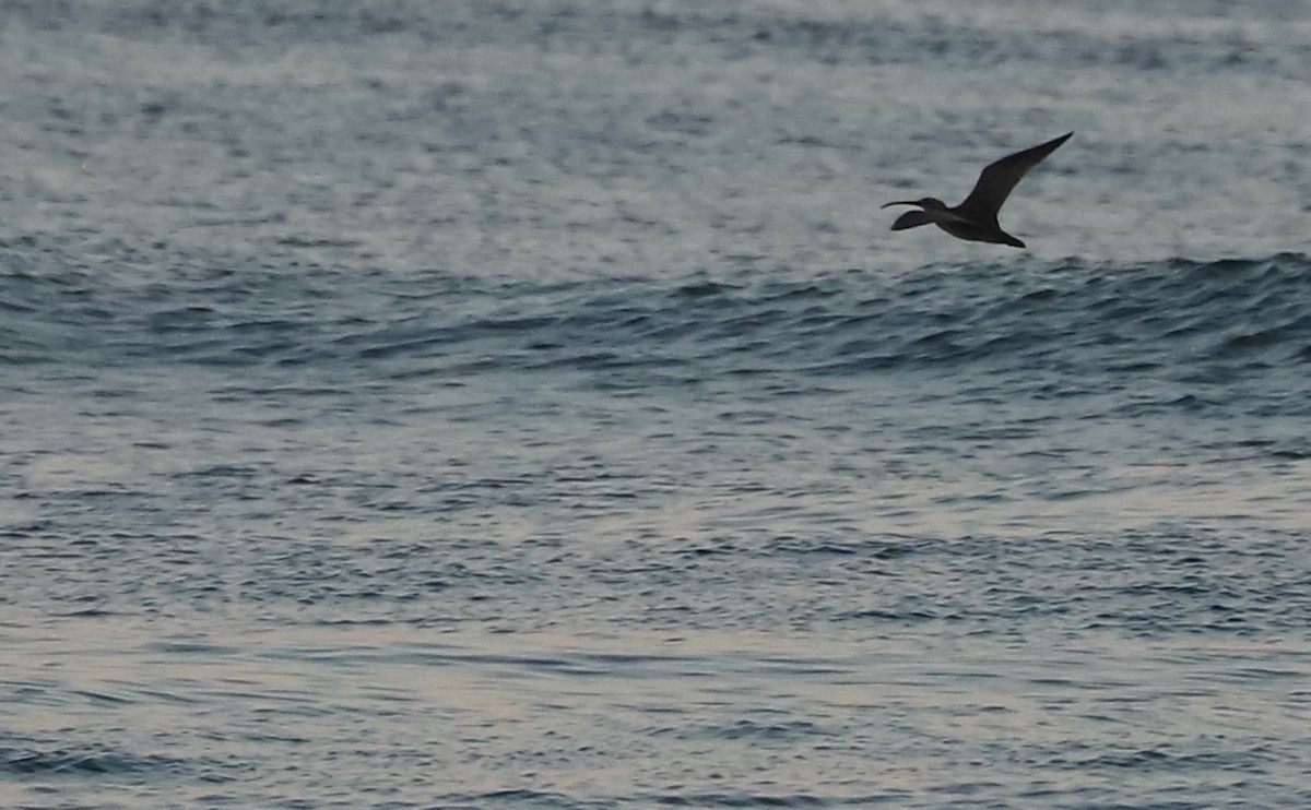 Whimbrel (Hudsonian) - Rob Bielawski