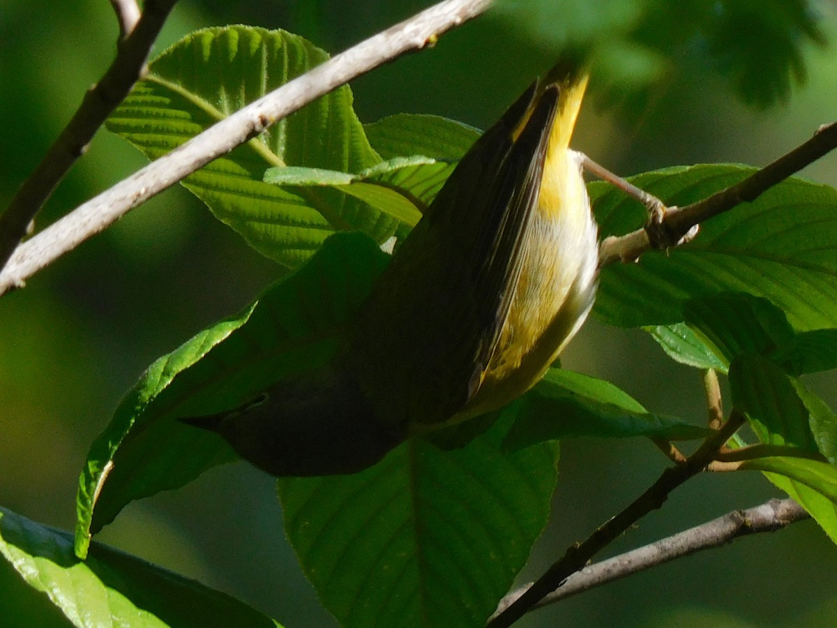 Nashville Warbler - Max Kesecker