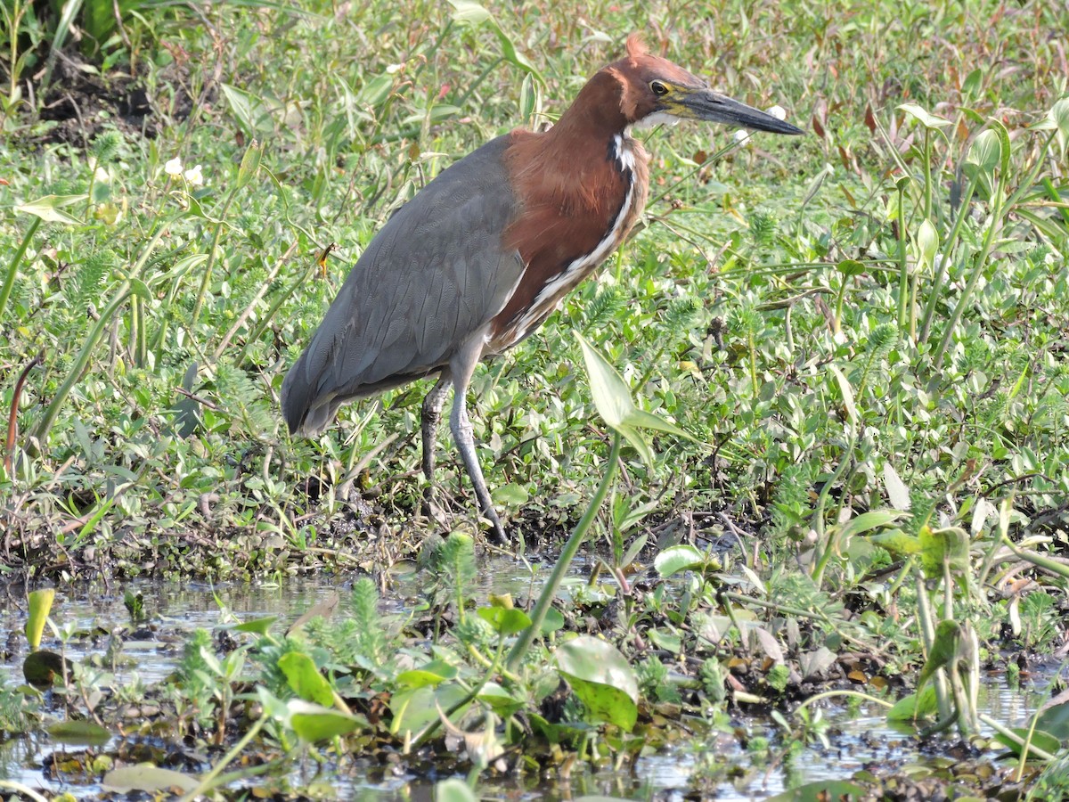 Rufescent Tiger-Heron - Más Aves