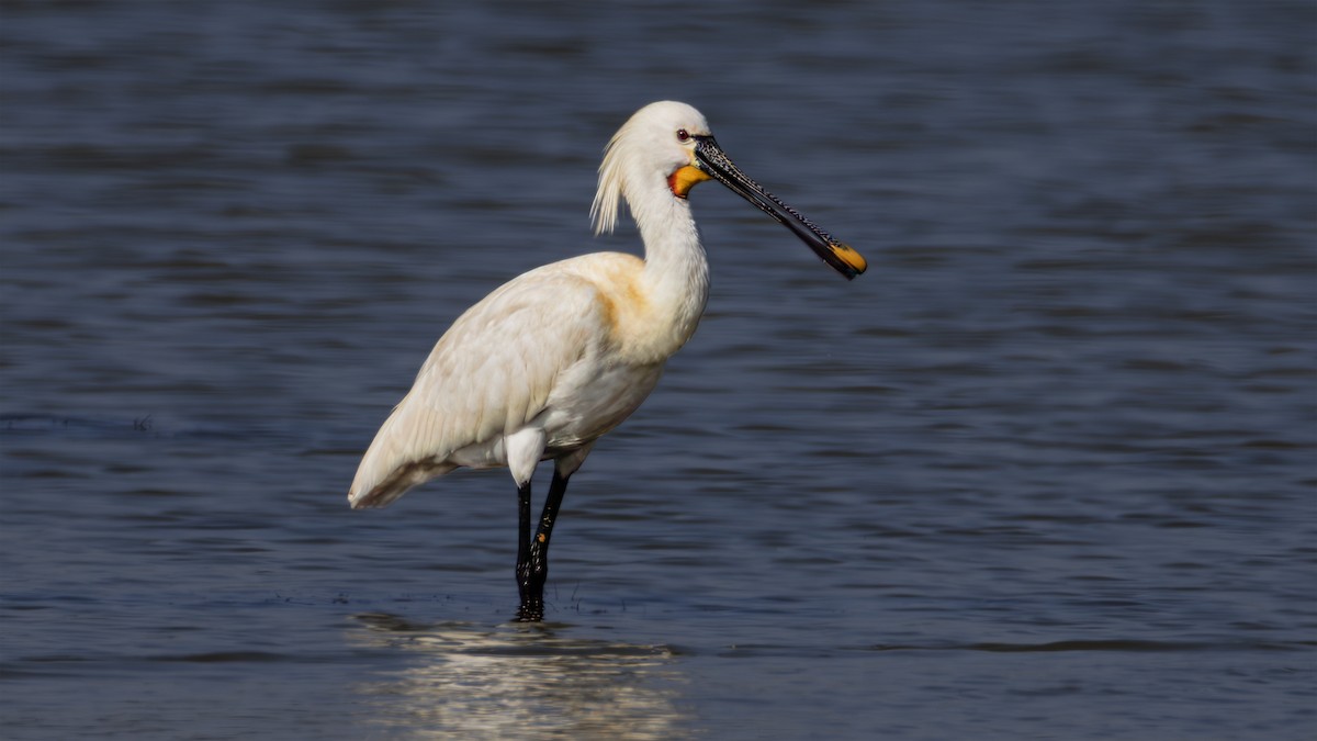 Eurasian Spoonbill - SONER SABIRLI