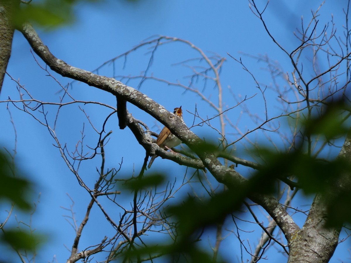 Wood Thrush - Lucas Cuffaro