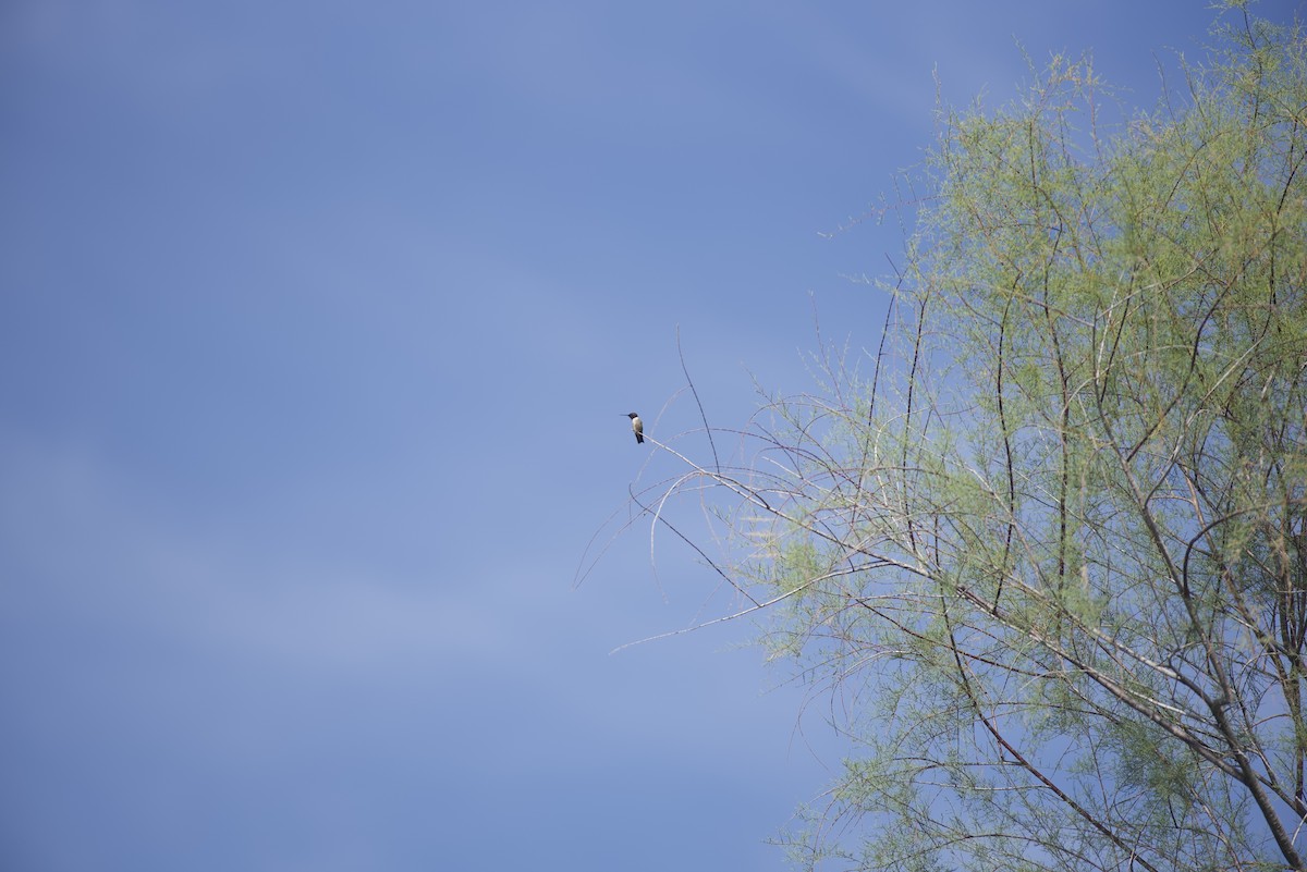 Black-chinned Hummingbird - Robert Carter