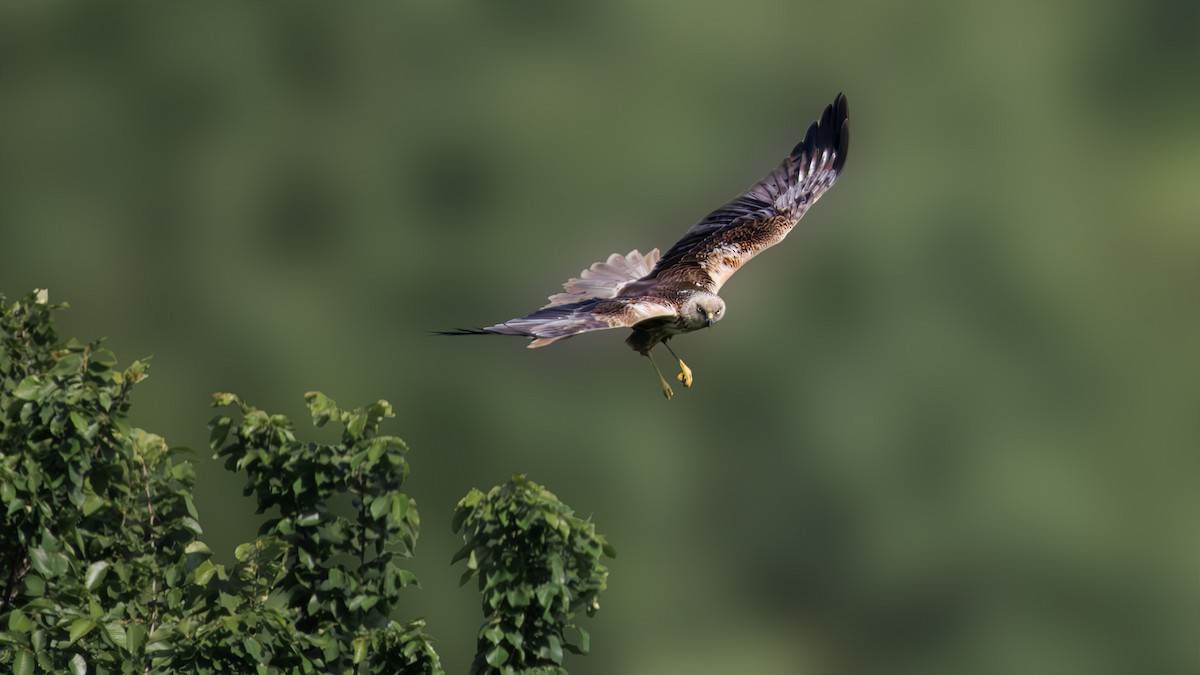 Western Marsh Harrier - SONER SABIRLI