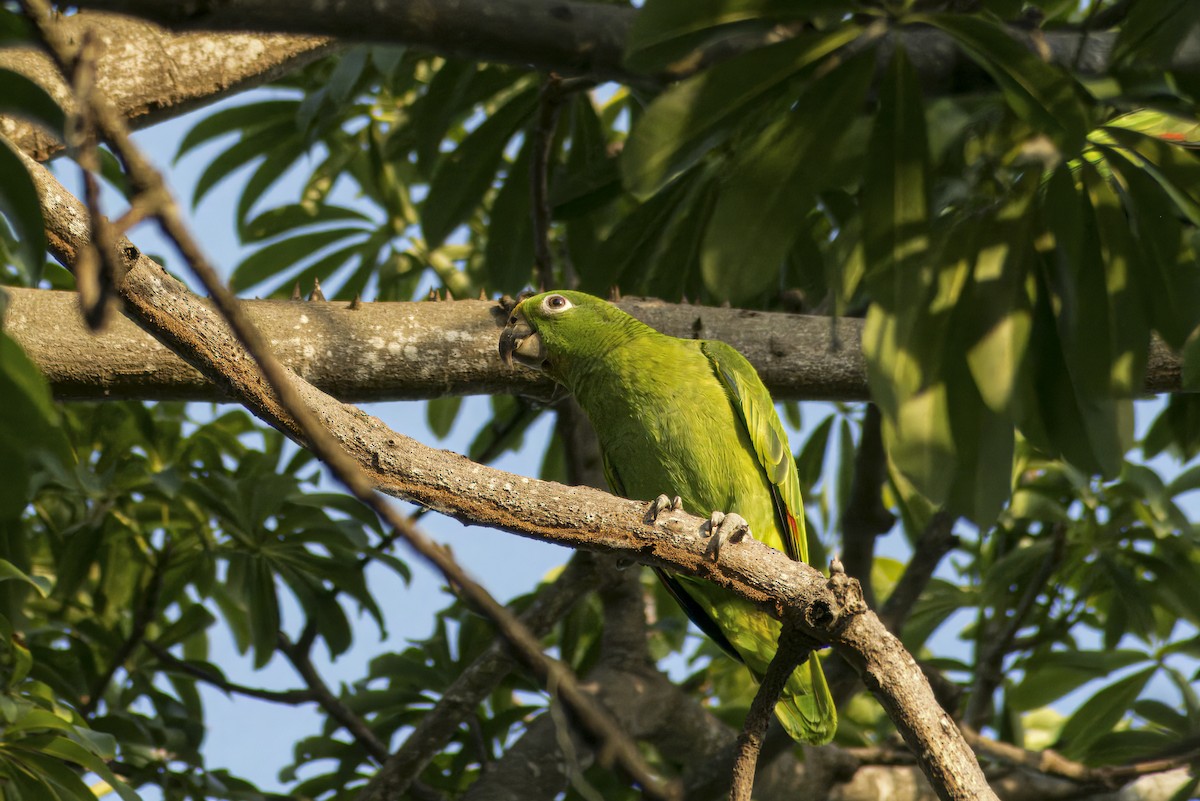 Yellow-crowned Parrot - Omar Pineda