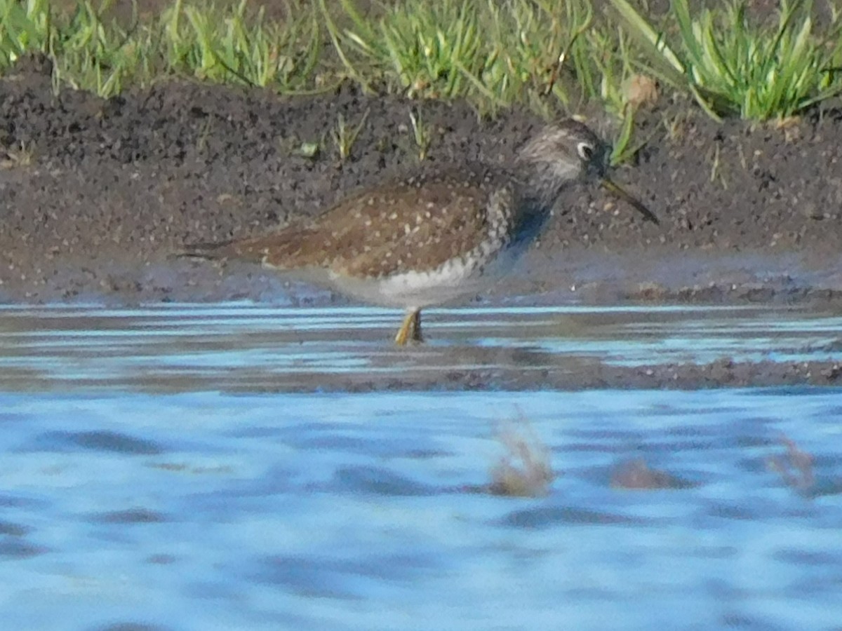 Solitary Sandpiper - ML619243860