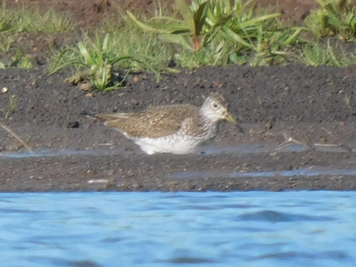 Solitary Sandpiper - ML619243863