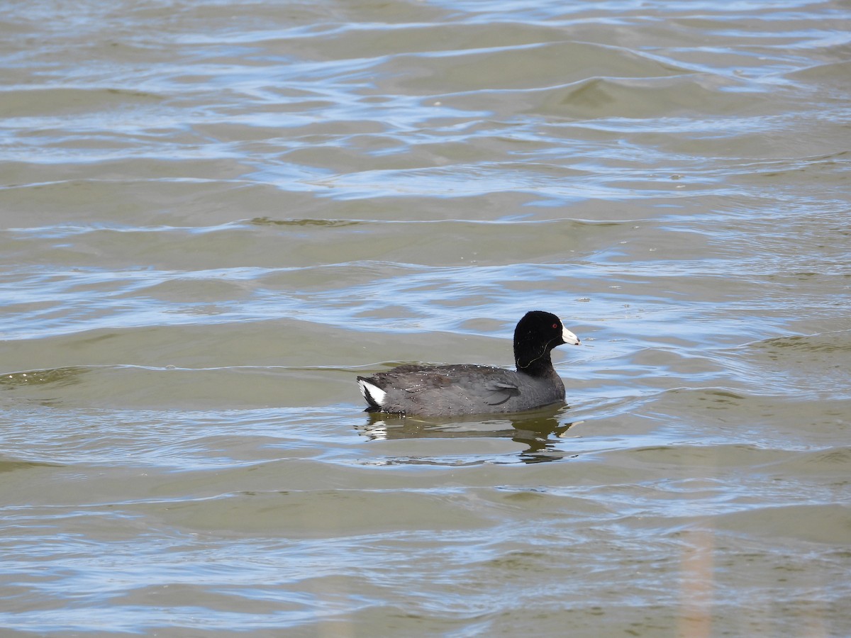 American Coot - Justin Rasmussen