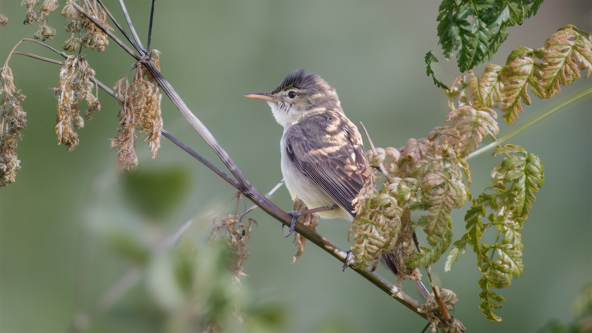 Eastern Olivaceous Warbler - SONER SABIRLI