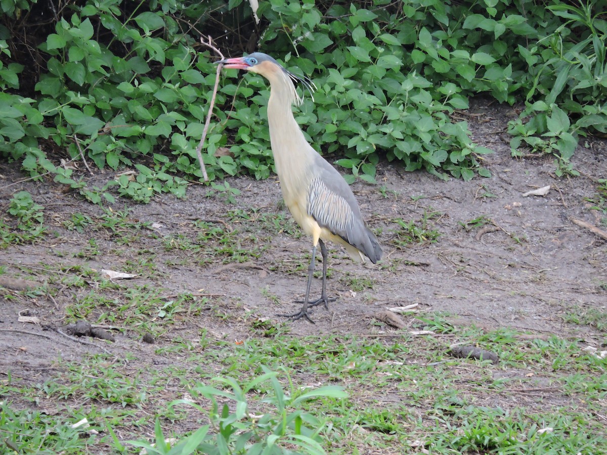 Whistling Heron - Más Aves