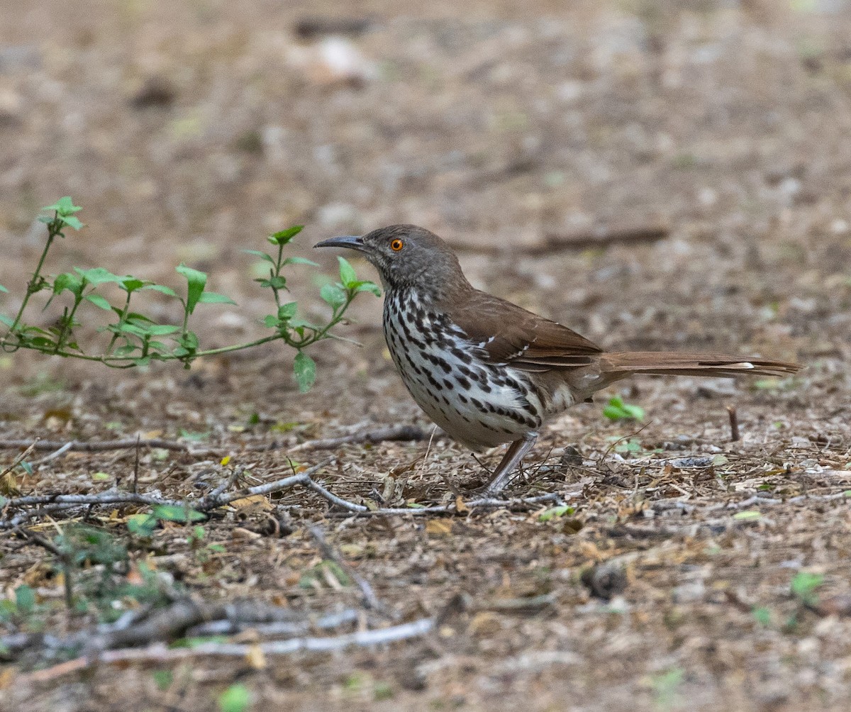 Long-billed Thrasher - William Price