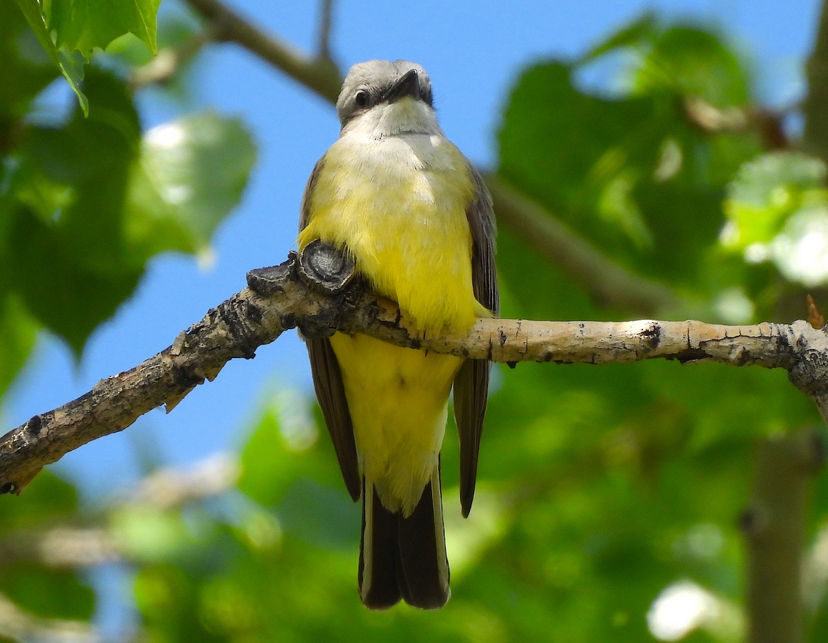 Western Kingbird - Ted Floyd