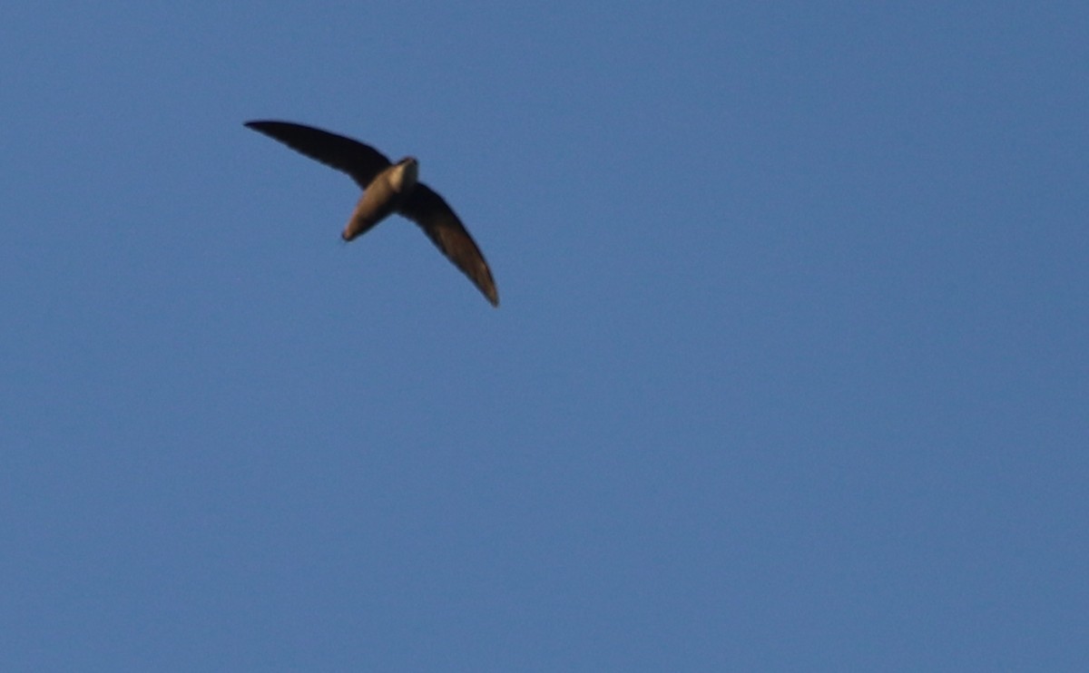 Chimney Swift - ML619243897